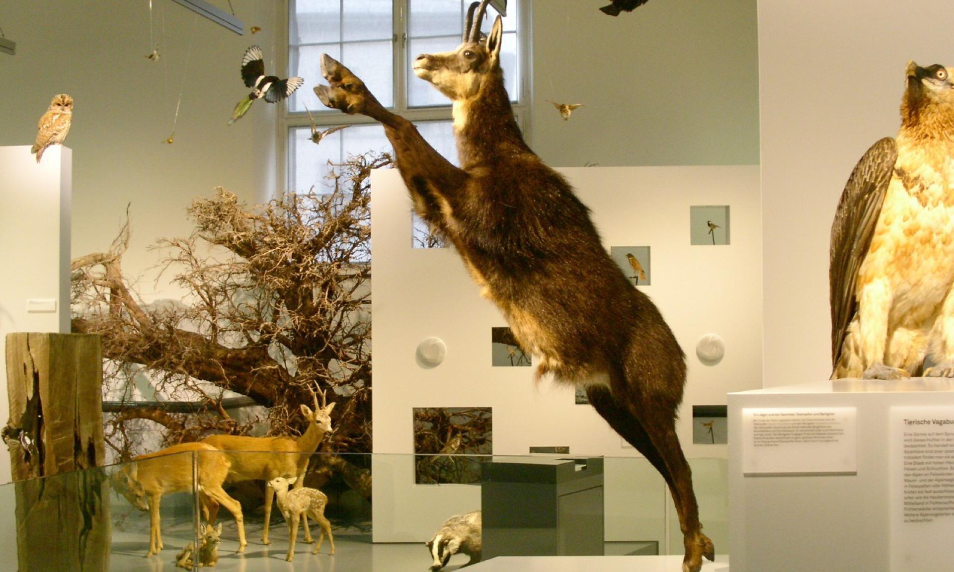 Naturmuseum Winterthur